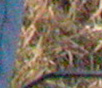 grass, original ISO 800 5.4k