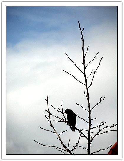 Sparrow on tree