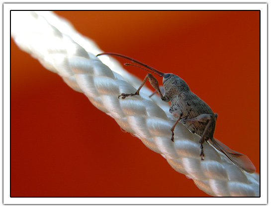 Acorn weevil (Curculio glandium) (70kb)
