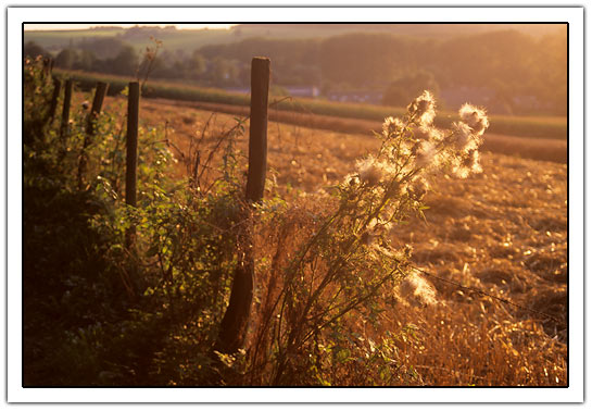 fence evening golden glow (70kb)