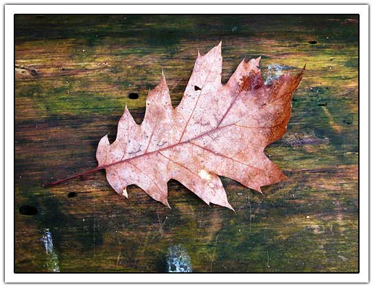 Framed leaf with wooden background (55kb)
