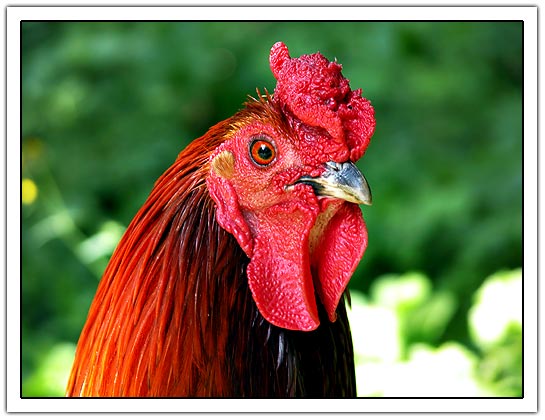 Rooster (45kb)