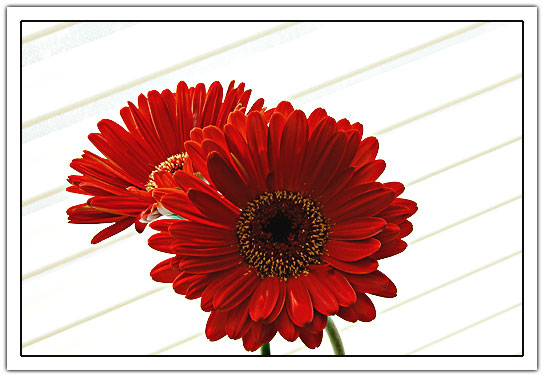 2 red gerberas