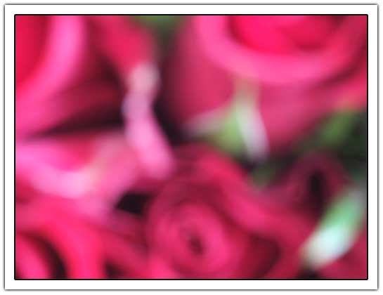 Out of focus roses (16kb)