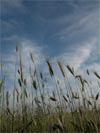 Corn field