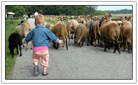 Little daughter behind the sheep (44K)
