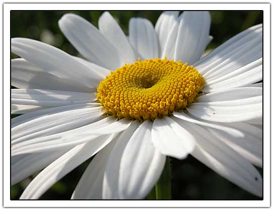 Single flower 'Margriet' (26k)