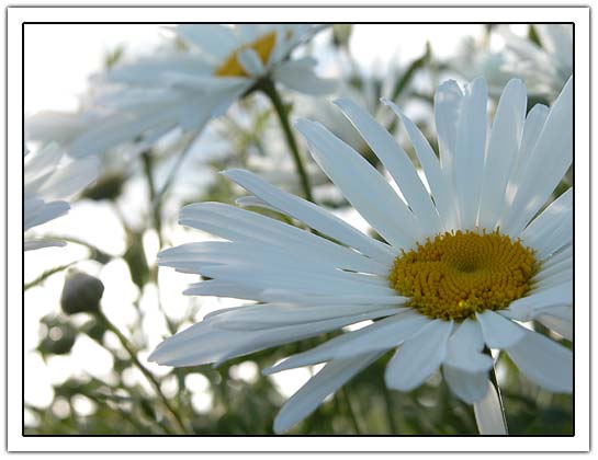 2 flowers 'Margriet' (28k)