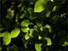 Green leaves