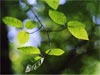 Green leaves