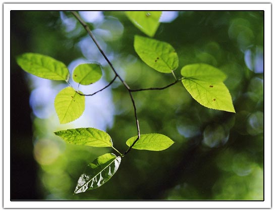 Green leaves (31K)