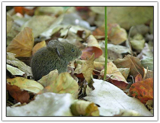 Mouse (40K)