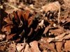 Pine cone