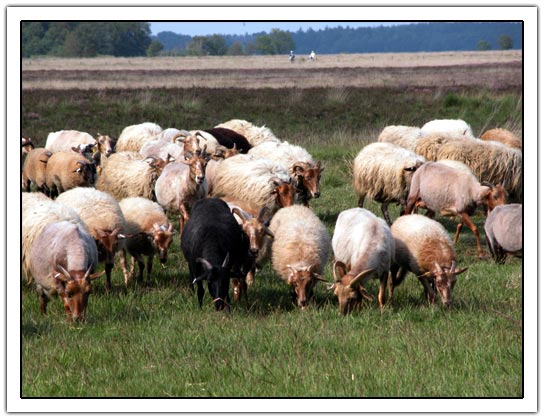 Sheep on the fields (56K)