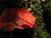 Red tree leaf