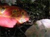 Red tree leaf