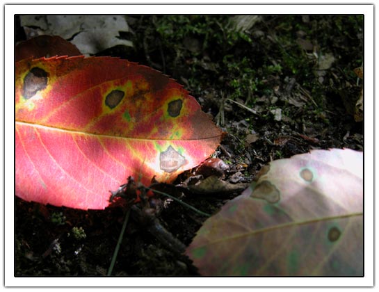 Red tree leaf (42K)