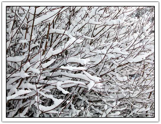 Tree with snow (84kb)