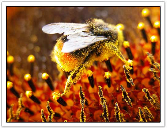 Sunflower with bee (40kb)