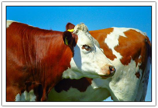 2 brown cows (52kb)