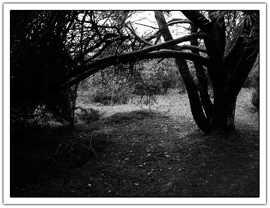Tree b/w (45kb)