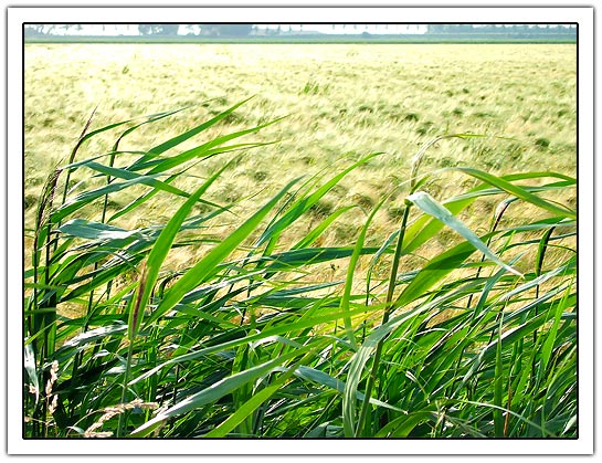 Field (91kb)