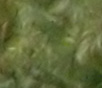 tree leaves, optimized ISO 800 3k